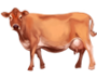 Krowa Jersey